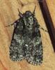 Acronicta rumicis